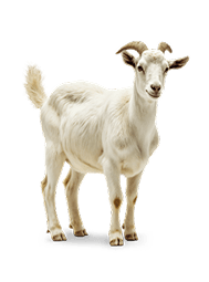 Goat Qurbani