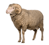Sheep Qurbani