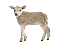 Lamb Qurbani